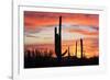 Saguaro Forest at Sunset, Saguaro National Park, Arizona, USA-Jamie & Judy Wild-Framed Photographic Print