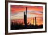 Saguaro Forest at Sunset, Saguaro National Park, Arizona, USA-Jamie & Judy Wild-Framed Photographic Print