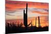 Saguaro Forest at Sunset, Saguaro National Park, Arizona, USA-Jamie & Judy Wild-Mounted Photographic Print