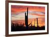 Saguaro Forest at Sunset, Saguaro National Park, Arizona, USA-Jamie & Judy Wild-Framed Photographic Print