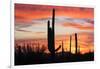 Saguaro Forest at Sunset, Saguaro National Park, Arizona, USA-Jamie & Judy Wild-Framed Photographic Print