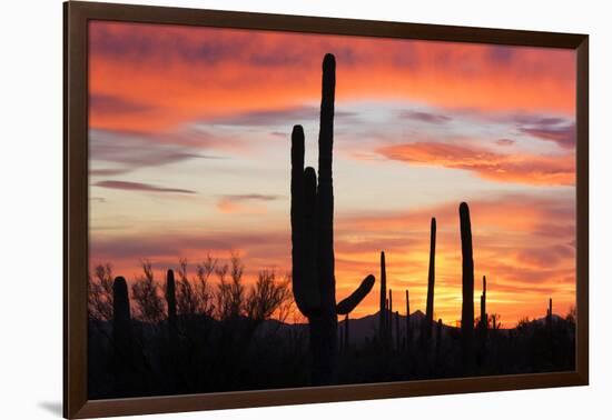 Saguaro Forest at Sunset, Saguaro National Park, Arizona, USA-Jamie & Judy Wild-Framed Photographic Print