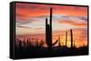 Saguaro Forest at Sunset, Saguaro National Park, Arizona, USA-Jamie & Judy Wild-Framed Stretched Canvas