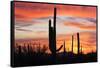 Saguaro Forest at Sunset, Saguaro National Park, Arizona, USA-Jamie & Judy Wild-Framed Stretched Canvas