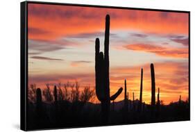 Saguaro Forest at Sunset, Saguaro National Park, Arizona, USA-Jamie & Judy Wild-Framed Stretched Canvas