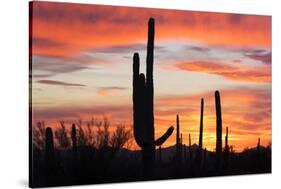 Saguaro Forest at Sunset, Saguaro National Park, Arizona, USA-Jamie & Judy Wild-Stretched Canvas