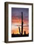 Saguaro Forest at Sunset, Saguaro National Park, Arizona, USA-Jamie & Judy Wild-Framed Photographic Print