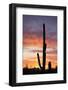 Saguaro Forest at Sunset, Saguaro National Park, Arizona, USA-Jamie & Judy Wild-Framed Photographic Print