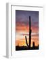 Saguaro Forest at Sunset, Saguaro National Park, Arizona, USA-Jamie & Judy Wild-Framed Photographic Print