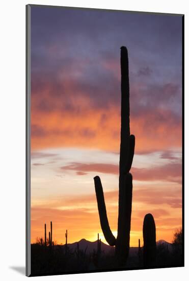 Saguaro Forest at Sunset, Saguaro National Park, Arizona, USA-Jamie & Judy Wild-Mounted Photographic Print