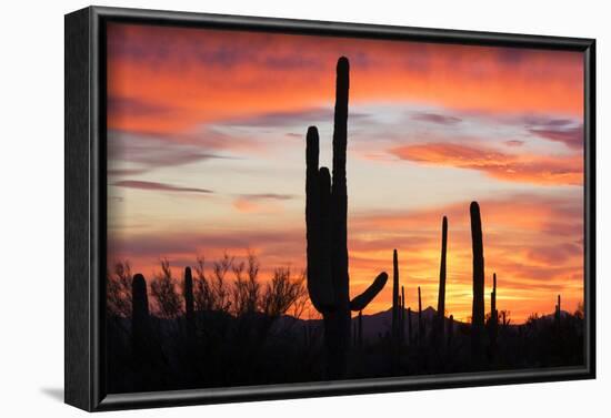 Saguaro Forest at Sunset, Saguaro National Park, Arizona, USA-Jamie & Judy Wild-Framed Photographic Print