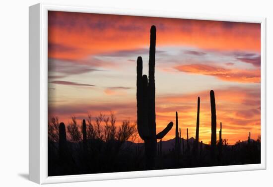 Saguaro Forest at Sunset, Saguaro National Park, Arizona, USA-Jamie & Judy Wild-Framed Photographic Print