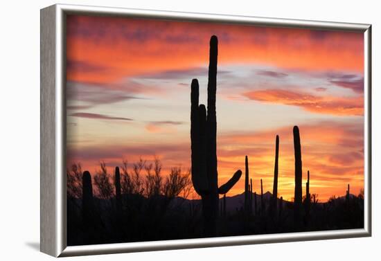 Saguaro Forest at Sunset, Saguaro National Park, Arizona, USA-Jamie & Judy Wild-Framed Photographic Print