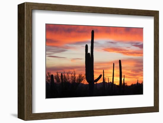 Saguaro Forest at Sunset, Saguaro National Park, Arizona, USA-Jamie & Judy Wild-Framed Photographic Print