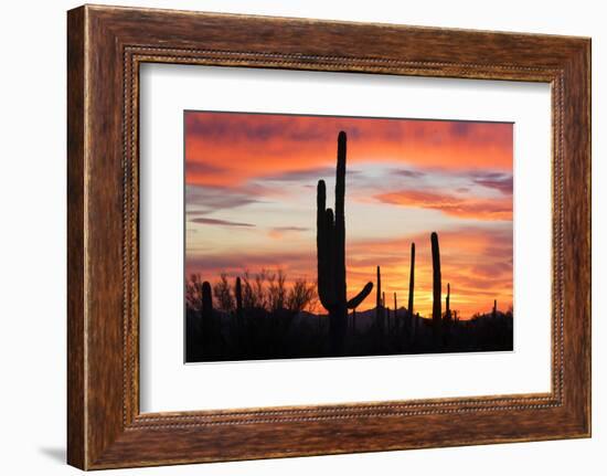 Saguaro Forest at Sunset, Saguaro National Park, Arizona, USA-Jamie & Judy Wild-Framed Photographic Print