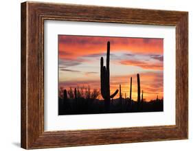 Saguaro Forest at Sunset, Saguaro National Park, Arizona, USA-Jamie & Judy Wild-Framed Photographic Print