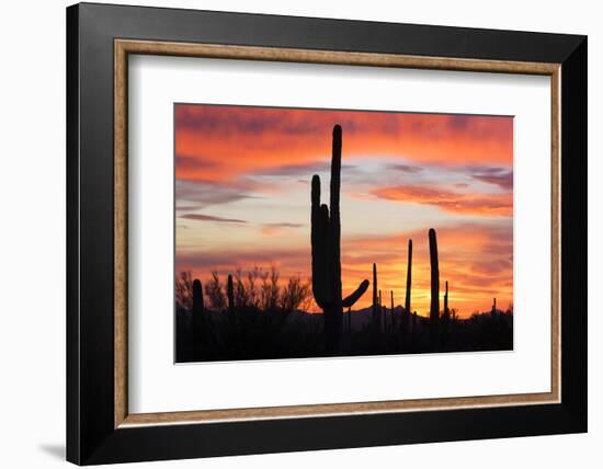 Saguaro Forest at Sunset, Saguaro National Park, Arizona, USA-Jamie & Judy Wild-Framed Photographic Print