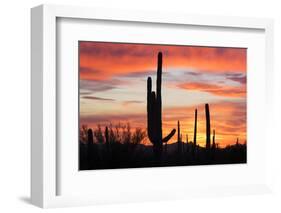 Saguaro Forest at Sunset, Saguaro National Park, Arizona, USA-Jamie & Judy Wild-Framed Photographic Print