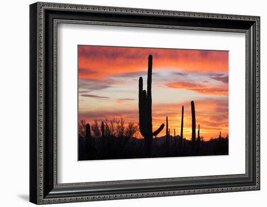 Saguaro Forest at Sunset, Saguaro National Park, Arizona, USA-Jamie & Judy Wild-Framed Photographic Print