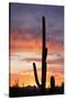 Saguaro Forest at Sunset, Saguaro National Park, Arizona, USA-Jamie & Judy Wild-Stretched Canvas