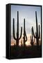 Saguaro Forest at Sunset, Tucson, Arizona, USA-Jamie & Judy Wild-Framed Stretched Canvas