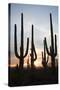 Saguaro Forest at Sunset, Tucson, Arizona, USA-Jamie & Judy Wild-Stretched Canvas