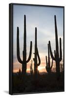 Saguaro Forest at Sunset, Tucson, Arizona, USA-Jamie & Judy Wild-Framed Photographic Print