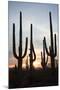 Saguaro Forest at Sunset, Tucson, Arizona, USA-Jamie & Judy Wild-Mounted Photographic Print