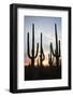 Saguaro Forest at Sunset, Tucson, Arizona, USA-Jamie & Judy Wild-Framed Photographic Print