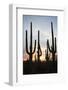 Saguaro Forest at Sunset, Tucson, Arizona, USA-Jamie & Judy Wild-Framed Photographic Print