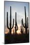 Saguaro Forest at Sunset, Tucson, Arizona, USA-Jamie & Judy Wild-Mounted Photographic Print