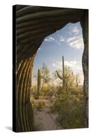 Saguaro Forest Saguaro National Park, Arizona, USA-Jamie & Judy Wild-Stretched Canvas