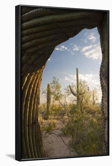 Saguaro Forest Saguaro National Park, Arizona, USA-Jamie & Judy Wild-Framed Photographic Print