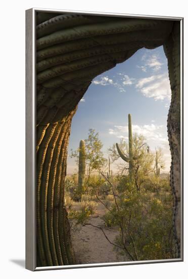 Saguaro Forest Saguaro National Park, Arizona, USA-Jamie & Judy Wild-Framed Photographic Print