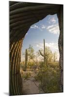 Saguaro Forest Saguaro National Park, Arizona, USA-Jamie & Judy Wild-Mounted Photographic Print