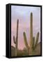 Saguaro Forest Saguaro National Park, Arizona, USA-Jamie & Judy Wild-Framed Stretched Canvas