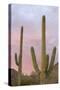 Saguaro Forest Saguaro National Park, Arizona, USA-Jamie & Judy Wild-Stretched Canvas