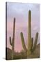 Saguaro Forest Saguaro National Park, Arizona, USA-Jamie & Judy Wild-Stretched Canvas