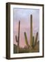 Saguaro Forest Saguaro National Park, Arizona, USA-Jamie & Judy Wild-Framed Photographic Print