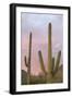 Saguaro Forest Saguaro National Park, Arizona, USA-Jamie & Judy Wild-Framed Photographic Print