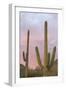 Saguaro Forest Saguaro National Park, Arizona, USA-Jamie & Judy Wild-Framed Photographic Print