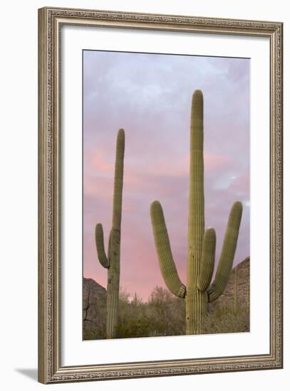 Saguaro Forest Saguaro National Park, Arizona, USA-Jamie & Judy Wild-Framed Photographic Print