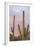 Saguaro Forest Saguaro National Park, Arizona, USA-Jamie & Judy Wild-Framed Photographic Print