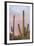 Saguaro Forest Saguaro National Park, Arizona, USA-Jamie & Judy Wild-Framed Photographic Print