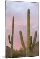 Saguaro Forest Saguaro National Park, Arizona, USA-Jamie & Judy Wild-Mounted Photographic Print