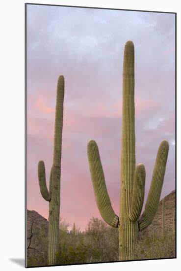 Saguaro Forest Saguaro National Park, Arizona, USA-Jamie & Judy Wild-Mounted Photographic Print