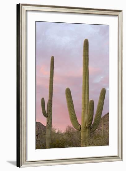 Saguaro Forest Saguaro National Park, Arizona, USA-Jamie & Judy Wild-Framed Photographic Print