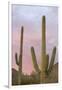 Saguaro Forest Saguaro National Park, Arizona, USA-Jamie & Judy Wild-Framed Photographic Print