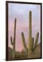 Saguaro Forest Saguaro National Park, Arizona, USA-Jamie & Judy Wild-Framed Photographic Print