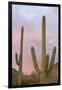 Saguaro Forest Saguaro National Park, Arizona, USA-Jamie & Judy Wild-Framed Photographic Print